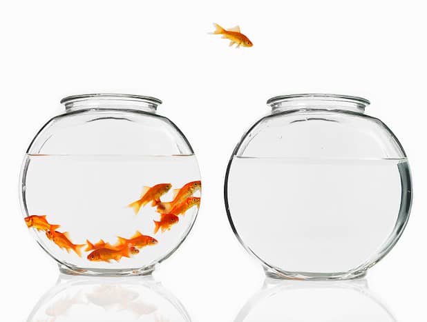 A single goldfish leaping from a crowded bowl into an empty bowl.
